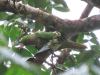 Eupsittula nana