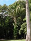 Cohune Palm (Attalea cohune)