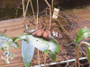 Long-tailed Tiger Butterfly (Heliconius hecale zuleika)