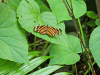 Isabella's Longwing ssp. eva (Eueides isabella eva)