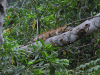 Green Iguana (Iguana iguana)