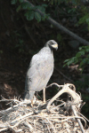 Great Black Hawk (Buteogallus urubitinga)