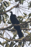 Blue-throated Piping Guan (Pipile cumanensis)