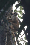 Black-capped Squirrel Monkey (Saimiri boliviensis)