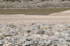 Sand-colored Nighthawk (Chordeiles rupestris)