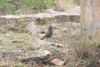 Chiguanco Thrush (Turdus chiguanco)