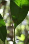 Wasp Moth or Handmaiden Moth (Syntomini gen.)