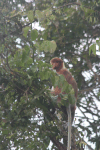 Proboscis Monkey (Nasalis larvatus)