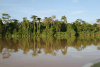 Rain Forest Along Kinabatangan