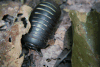 Southeast Asian Pill Millipede (Zephroniidae gen.)