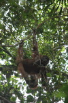 Northeast Bornean Orangutan (Pongo pygmaeus morio)