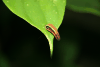 Tiger Leech (Haemadipsa guangchuanensis)