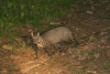 Malayan Civet (Viverra tangalunga)