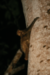 Sunda Flying Lemur (Galeopterus variegatus)