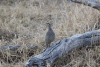 Swainson's Francolin (Pternistis swainsonii)