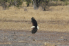 African Fish Eagle (Haliaeetus vocifer)