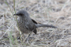 Arrow-marked Babbler (Turdoides jardineii)