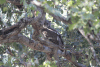 Verreaux's Eagle Owl (Bubo lacteus)