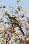 Southern Yellow-billed Hornbill (Tockus leucomelas)