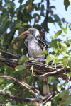 Southern Red-billed Hornbill (Tockus rufirostris)