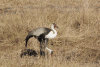 Wattled Crane (Grus carunculata)