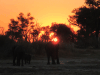 African Bush Elephant (Loxodonta africana)