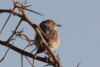 Rattling Cisticola (Cisticola chiniana)