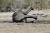 African Bush Elephant (Loxodonta africana)