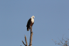 African Fish Eagle (Haliaeetus vocifer)