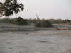 Hundreds Sandgrouses Waterhole Soak