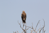 Tawny Eagle (Aquila rapax)