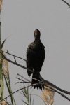 African Reed Cormorant (Microcarbo africanus africanus)