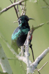 Tiny Sunbird (Cinnyris minullus)