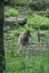 Rhesus Macaque (Macaca mulatta)