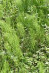 Horsetail (Equisetum sp.)