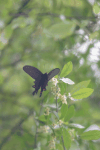 Chinese Windmill (Byasa plutonius)