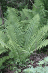 Fern