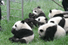 Giant Panda (Ailuropoda melanoleuca)