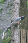 Red-billed Blue Magpie (Urocissa erythroryncha)