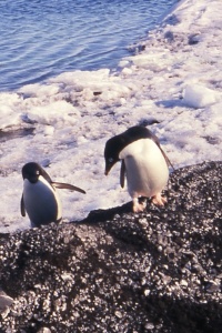 ANTARCTICA BIRDS Banner