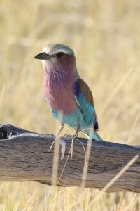 BOTSWANA BIRDS Banner