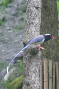 CHINA BIRDS Banner