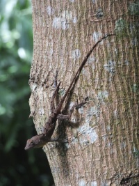 DOMINICAN REPUBLIC NATURE Banner