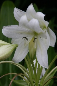 DOMINICA NATURE Banner