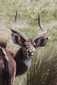 ETHIOPIA NATURE Banner