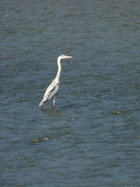 GREECE BIRDS Banner