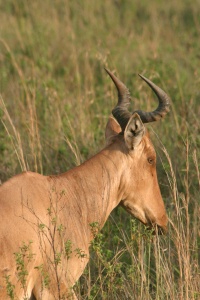 KENYA NATURE Banner