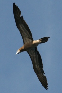 LESSER ANTILLES BIRDS Banner