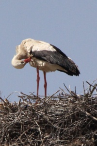 MOROCCO BIRDS Banner