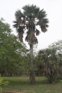 MOZAMBIQUE Banner